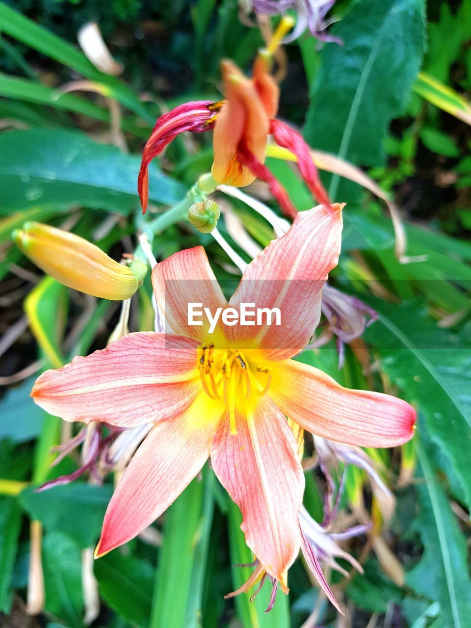 CLOSE-UP OF FRESH DAY LILY WITH PINK FLOWERS