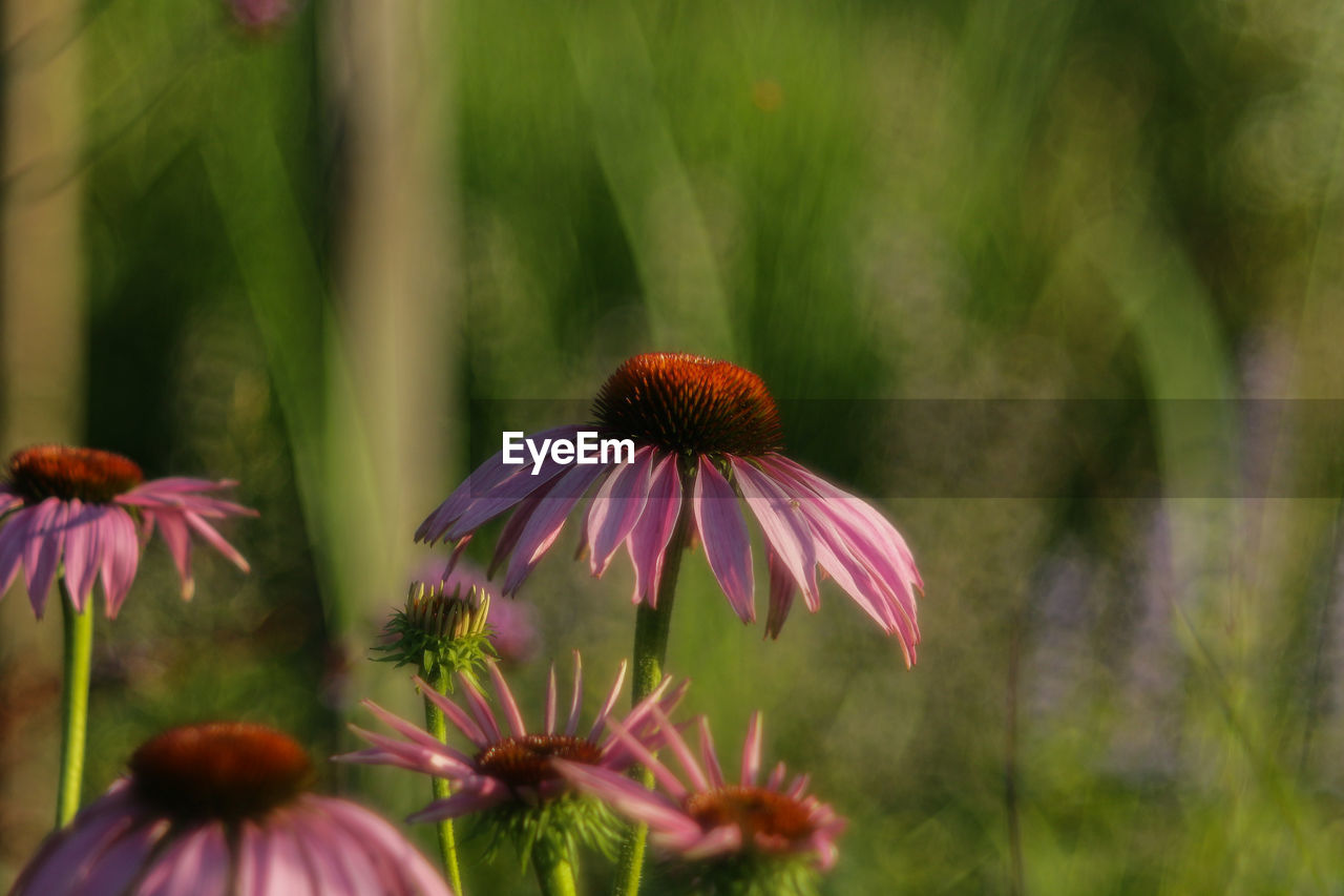 flower, flowering plant, plant, freshness, beauty in nature, nature, fragility, growth, close-up, flower head, petal, inflorescence, meadow, focus on foreground, wildflower, no people, macro photography, prairie, day, purple, outdoors, pink, pollen, field, botany