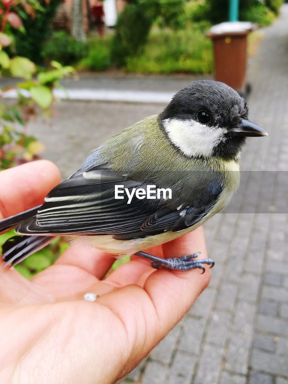 CLOSE-UP OF HAND HOLDING BIRD AGAINST BLURRED BACKGROUND