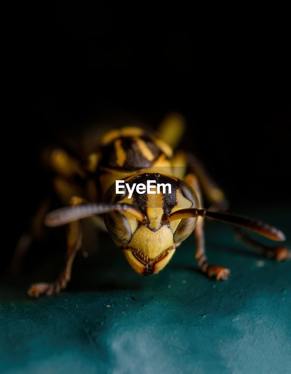 CLOSE-UP OF BEES