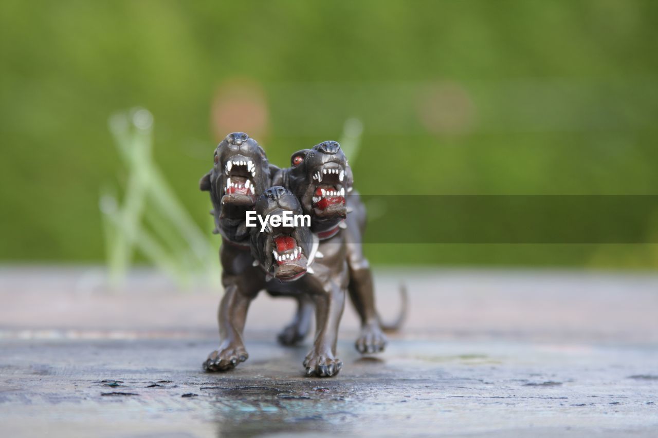 DOG WEARING SUNGLASSES ON GROUND