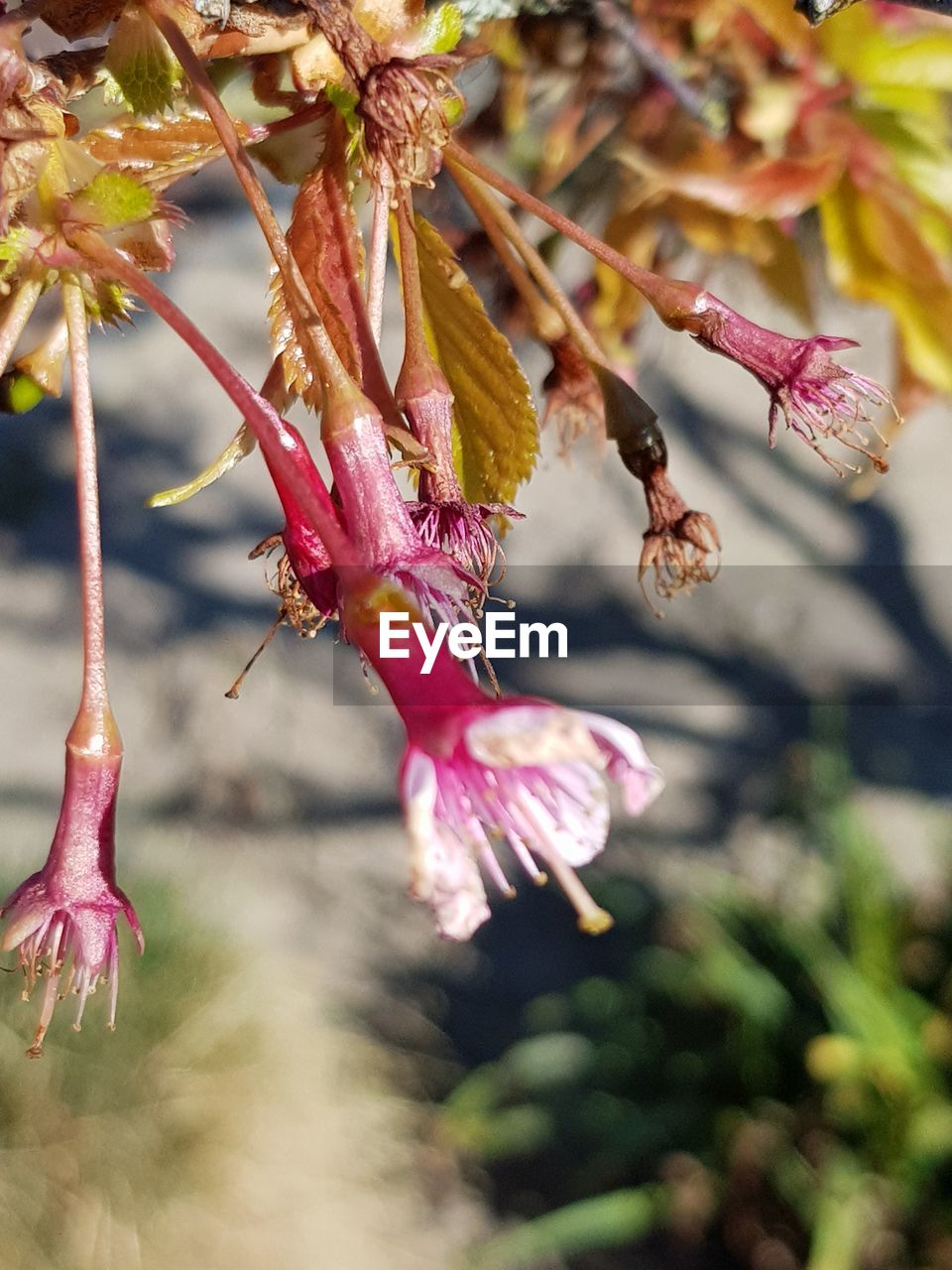 CLOSE-UP OF PINK FLOWERING PLANTS