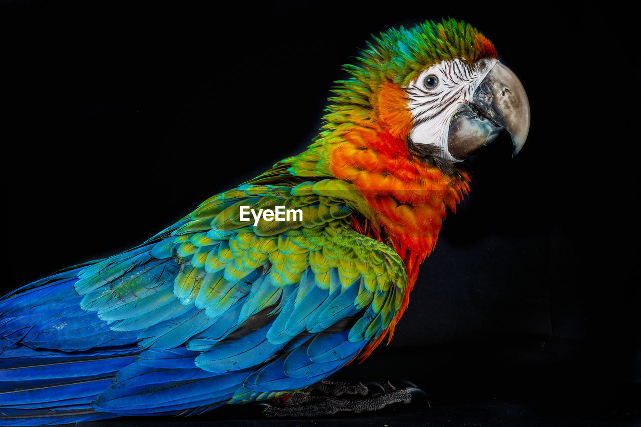 Close-up of a parrot