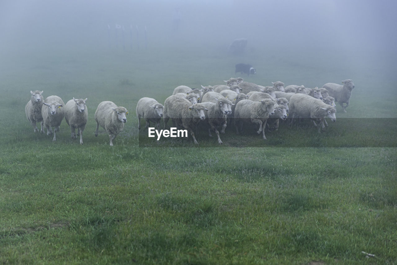 VIEW OF SHEEP ON FIELD