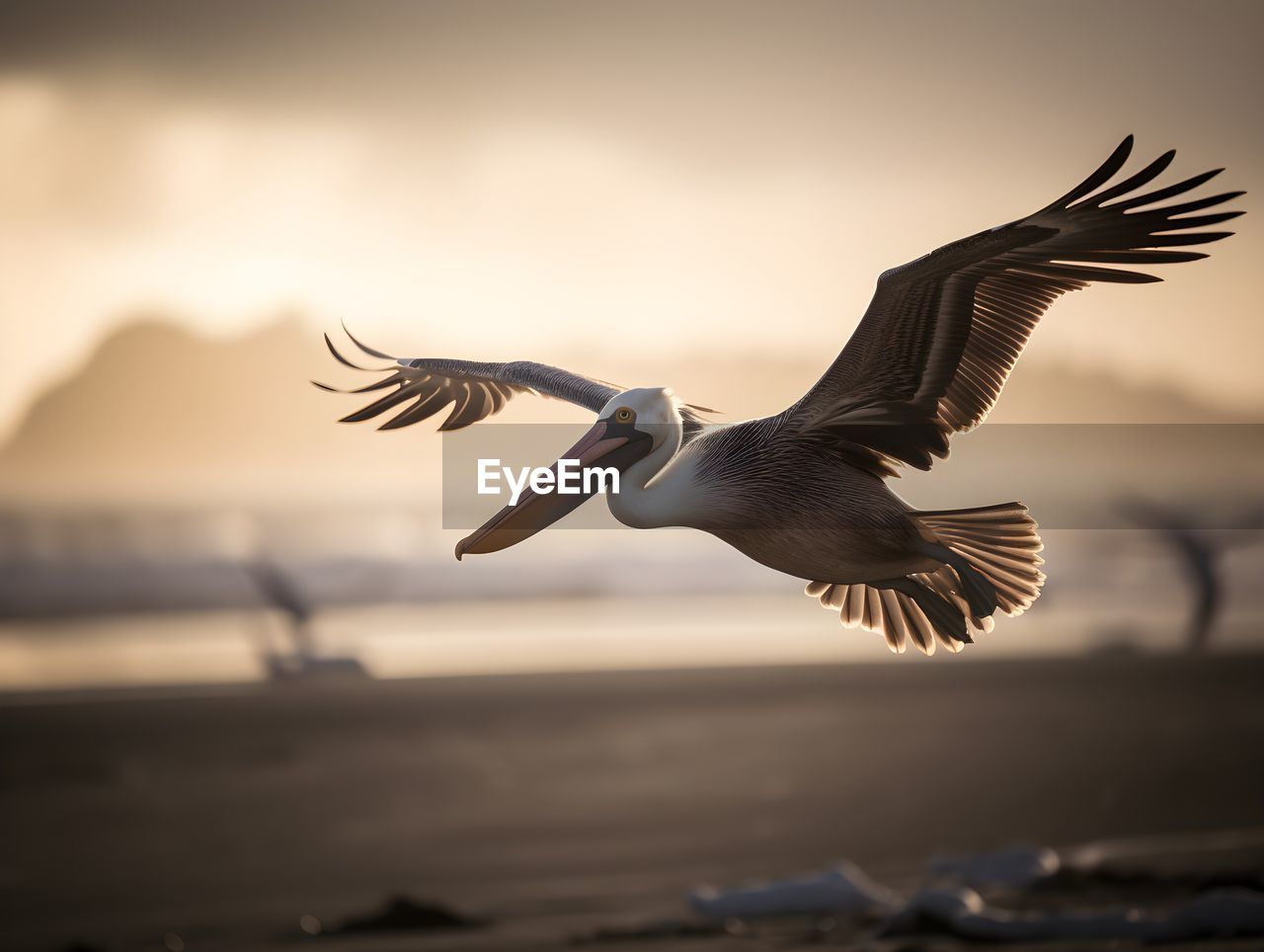 close-up of a bird