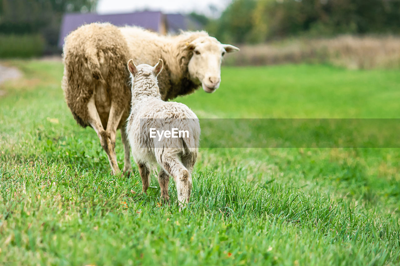 mammal, animal, animal themes, grass, domestic animals, pasture, pet, livestock, plant, sheep, meadow, field, grazing, grassland, nature, agriculture, young animal, group of animals, plain, land, green, no people, landscape, rural scene, rural area, outdoors, environment, herd, two animals, lamb, wool, day, standing, canine, dog