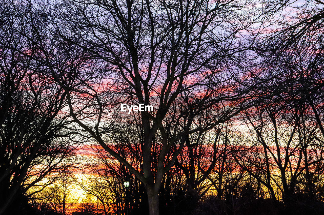 SILHOUETTE OF BARE TREES DURING SUNSET