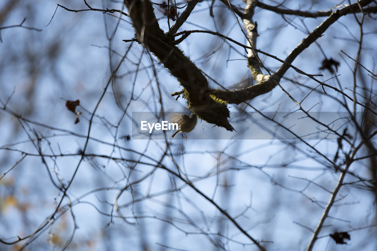 winter, tree, branch, animal, animal themes, animal wildlife, wildlife, bird, nature, plant, spring, snow, one animal, no people, sky, bare tree, bird of prey, twig, outdoors, leaf, perching, bald eagle, beauty in nature, day, low angle view, flower, cold temperature, focus on foreground, eagle