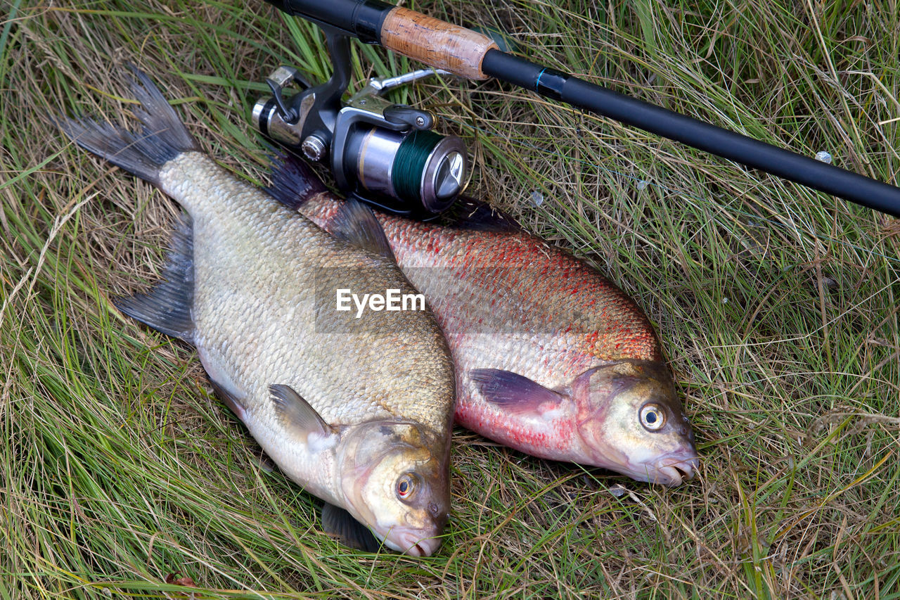 HIGH ANGLE VIEW OF FISH IN FIELD