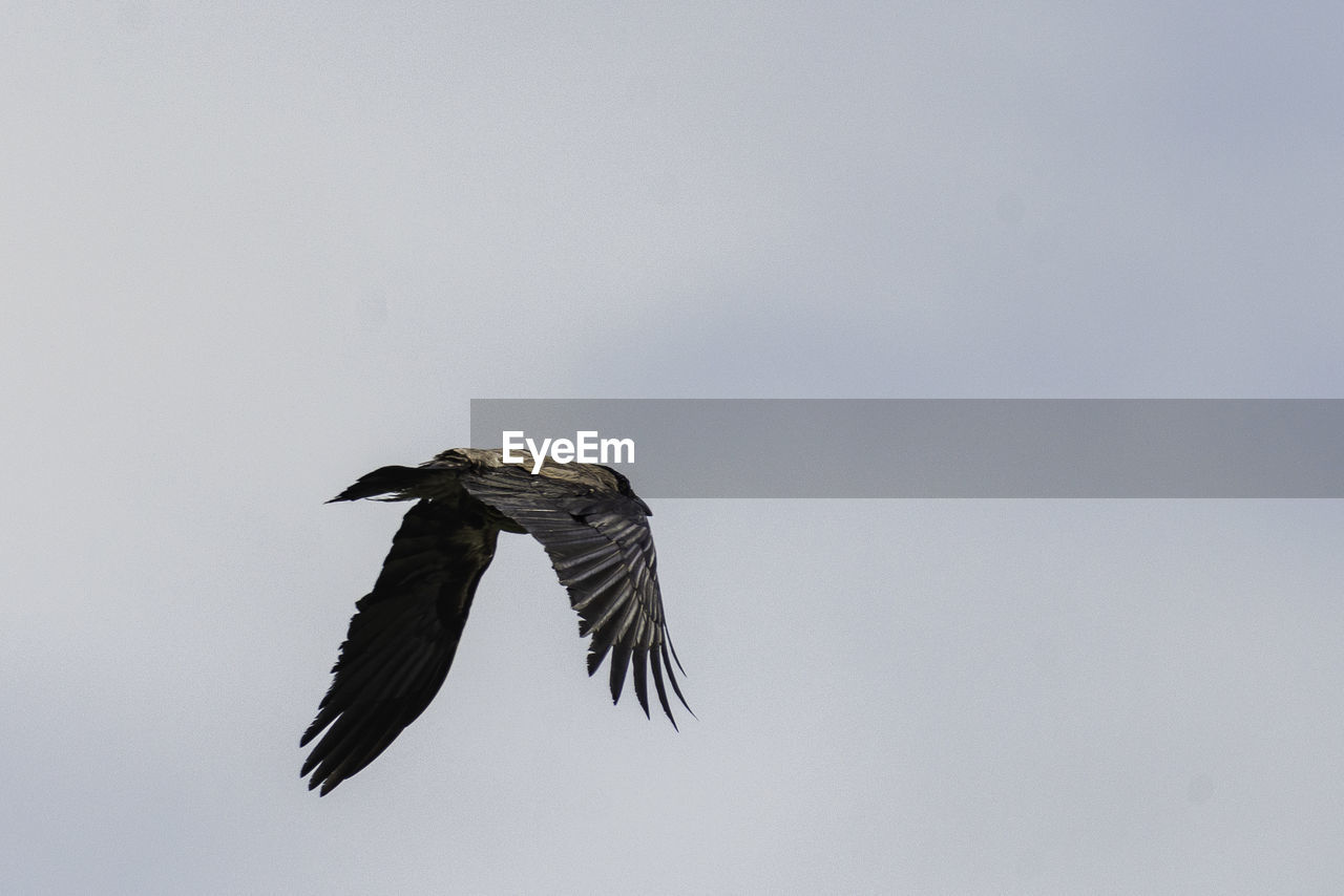 Low angle view of eagle flying in sky