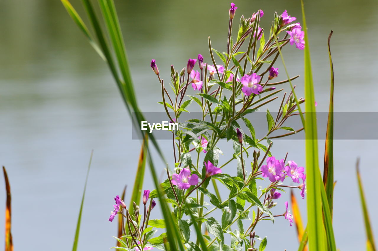 Close-up of purple flowers