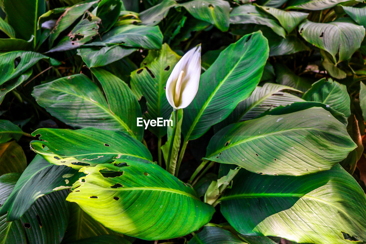 FULL FRAME SHOT OF GREEN LEAVES ON PLANT