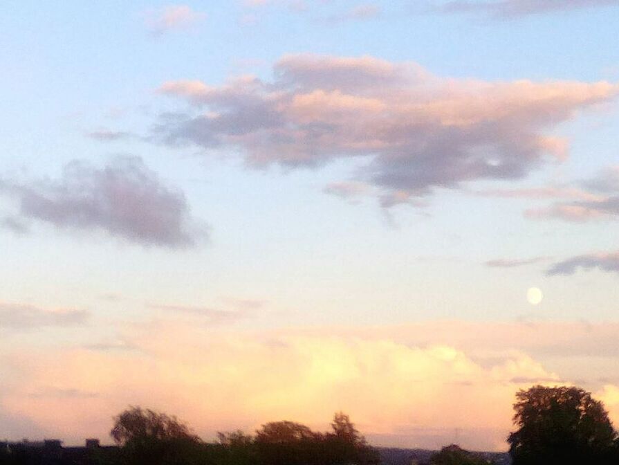 TREES AT SUNSET