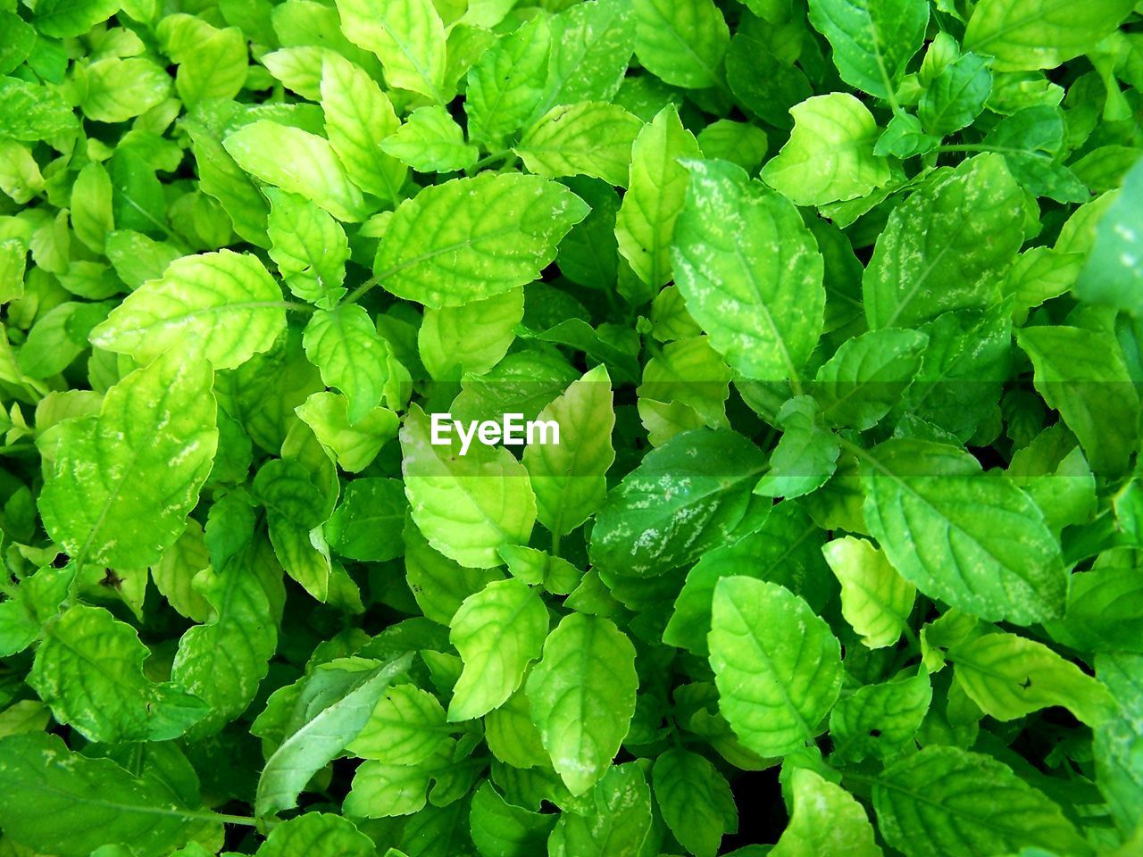 CLOSE-UP OF GREEN LEAVES