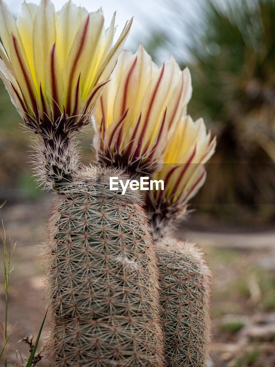 plant, flower, nature, beauty in nature, flowering plant, close-up, freshness, no people, growth, focus on foreground, outdoors, land, yellow, macro photography, cactus, thorn, plant stem, thorns, spines, and prickles, environment, day, succulent plant, flower head, botany, food