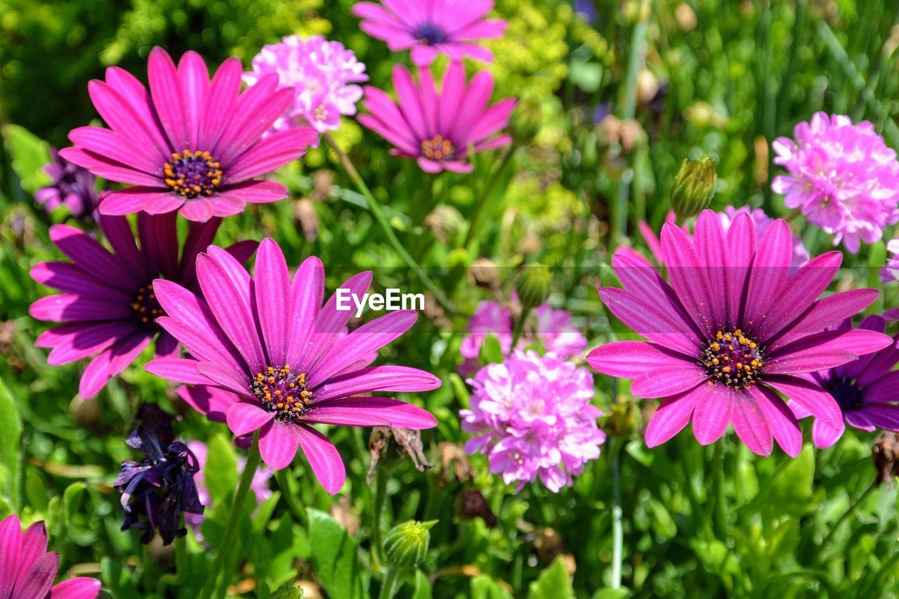 CLOSE-UP OF PINK FLOWER