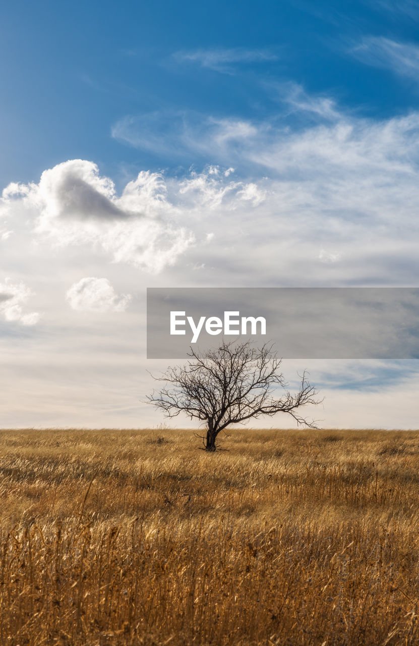 Bare tree on field against sky