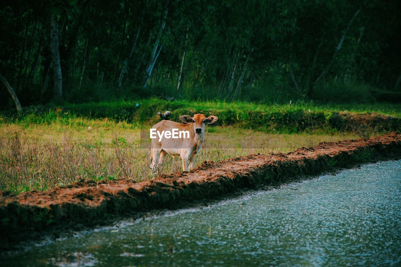 Cow standing at riverbank