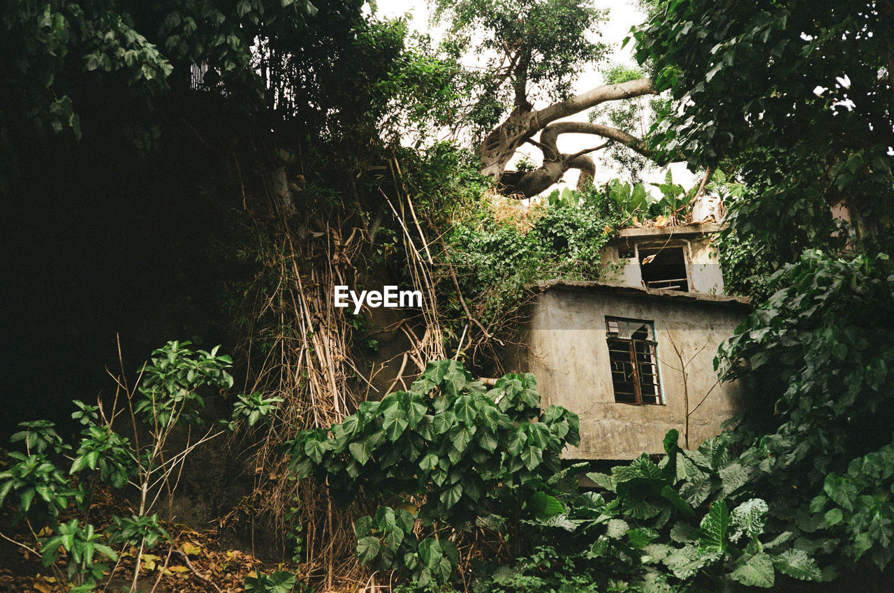 LOW ANGLE VIEW OF TREES AND PLANTS GROWING IN OLD HOUSE