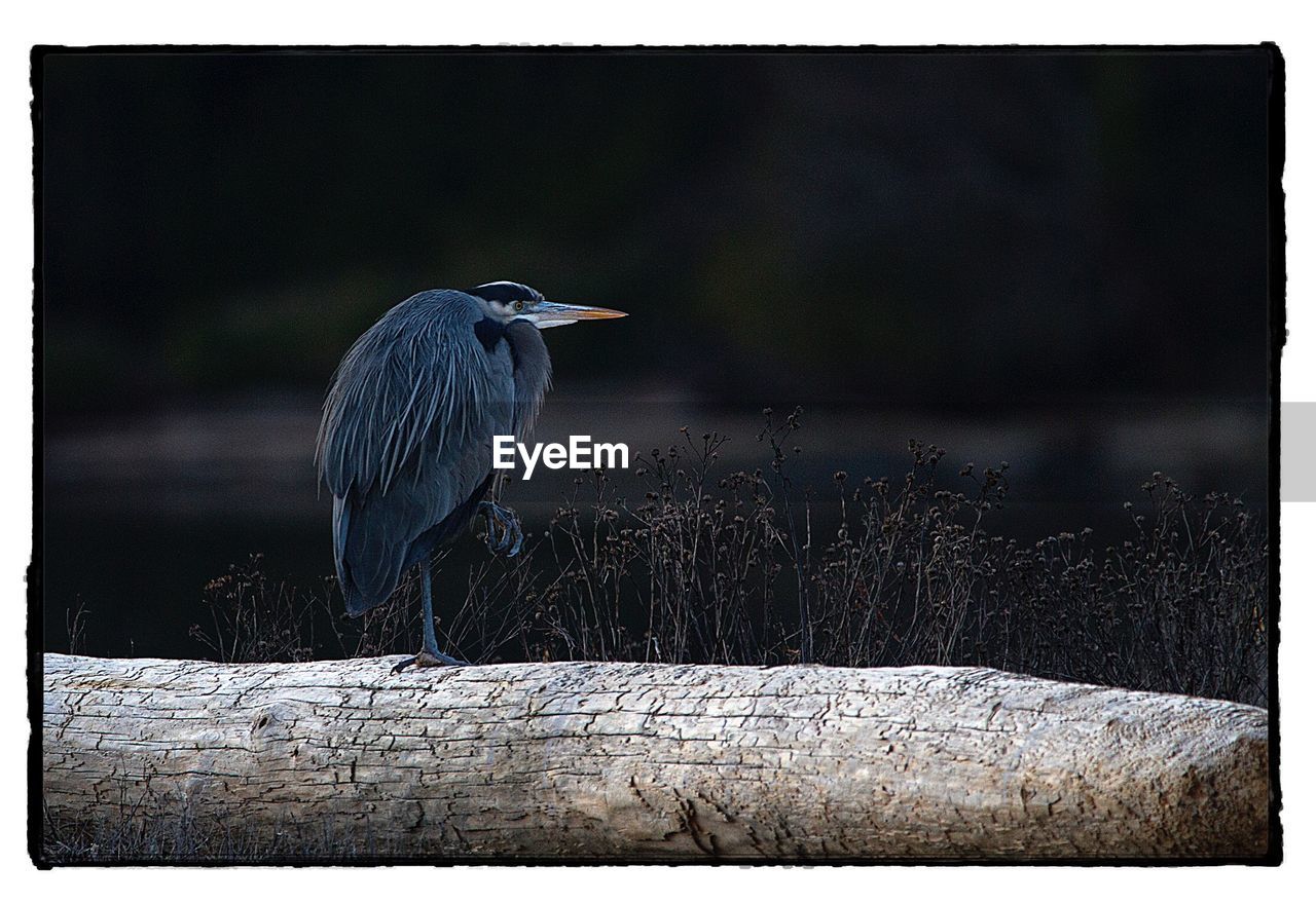 GRAY HERON PERCHING ON WOODEN POST