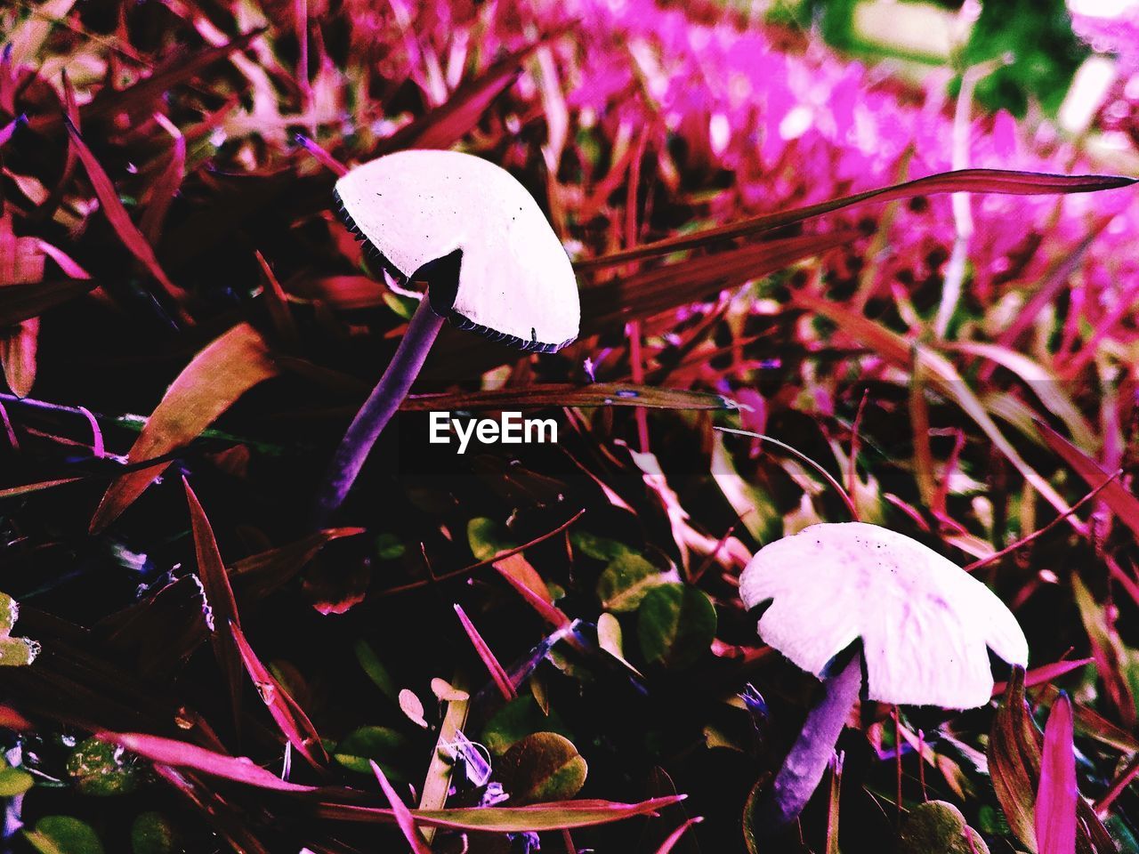 CLOSE-UP OF MUSHROOM GROWING ON PLANT AT RED FLOWER