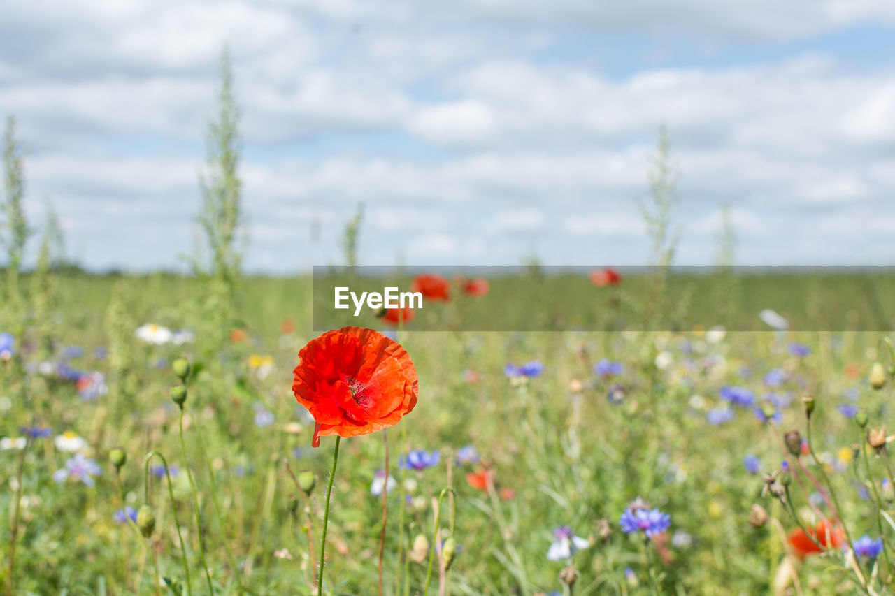 Close-up of poppy blooming in field