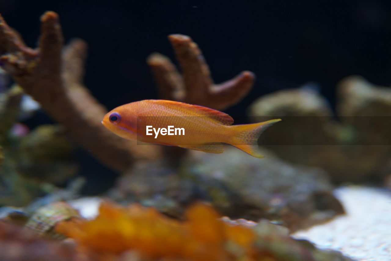 animal themes, animal, sea, underwater, water, animal wildlife, fish, sea life, wildlife, reef, marine, swimming, marine biology, undersea, nature, pomacentridae, one animal, goldfish, macro photography, tropical fish, aquarium, no people, coral, animals in captivity, outdoors, freshwater aquarium, glass