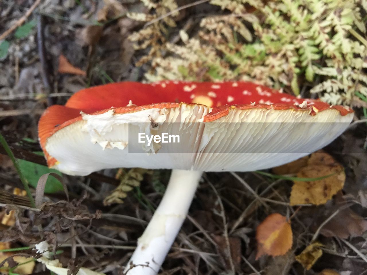 CLOSE-UP OF MUSHROOMS ON THE GROUND