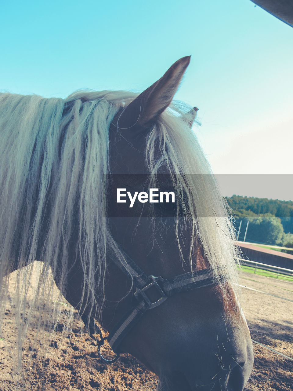 LOW ANGLE VIEW OF HORSE ON BEACH AGAINST THE SKY