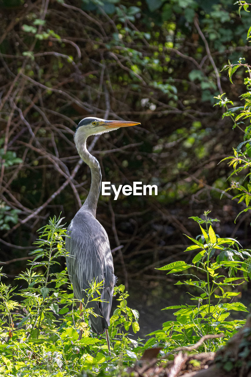 A BIRD PERCHING ON A TREE