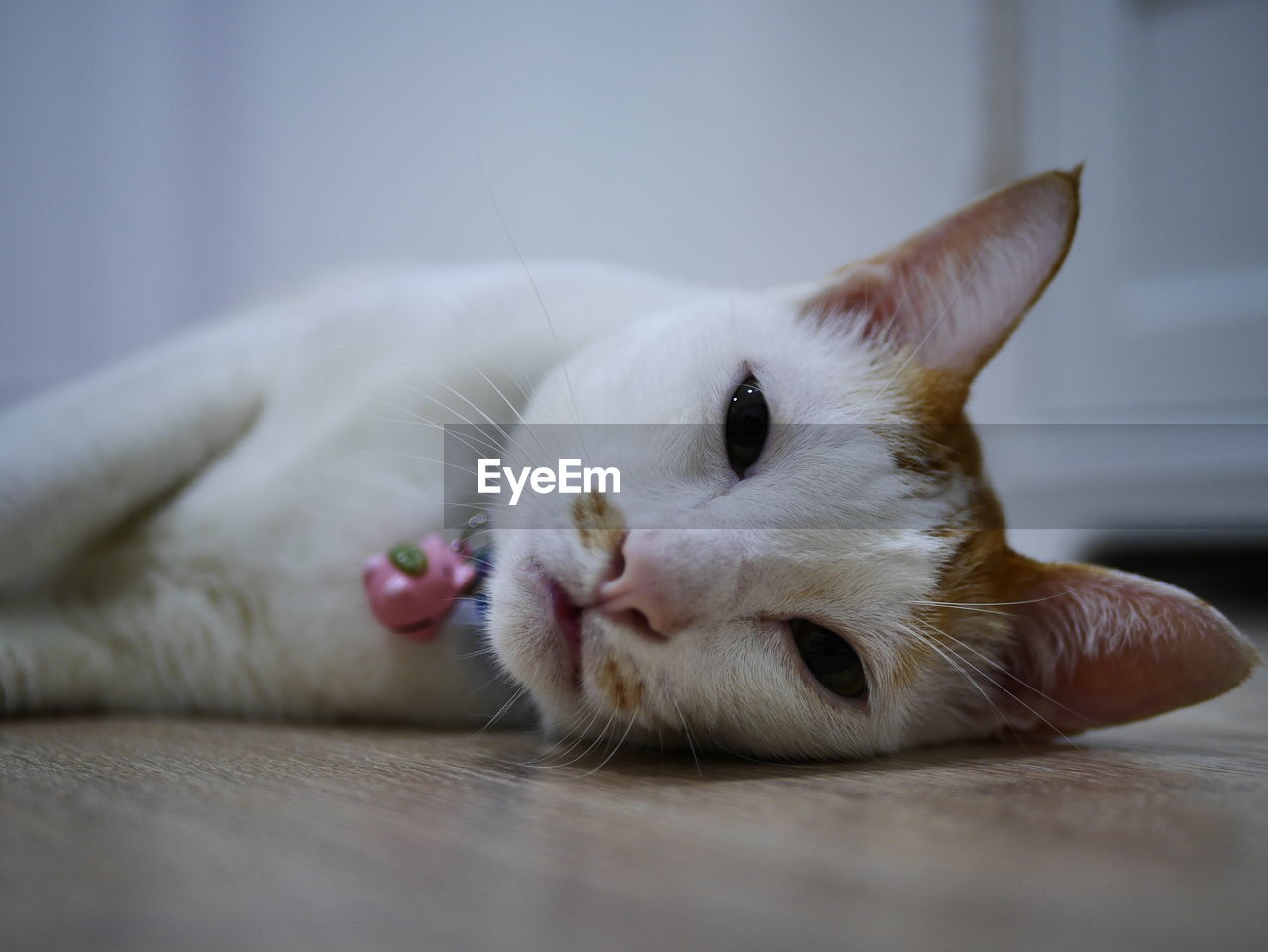 CLOSE-UP OF A CAT LYING ON FLOOR