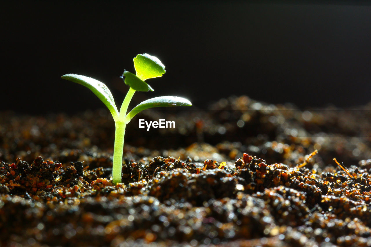 CLOSE-UP OF FRESH GREEN PLANT