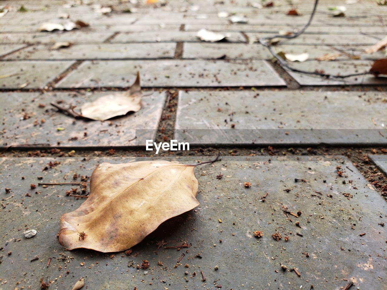 HIGH ANGLE VIEW OF DRY LEAF ON STREET