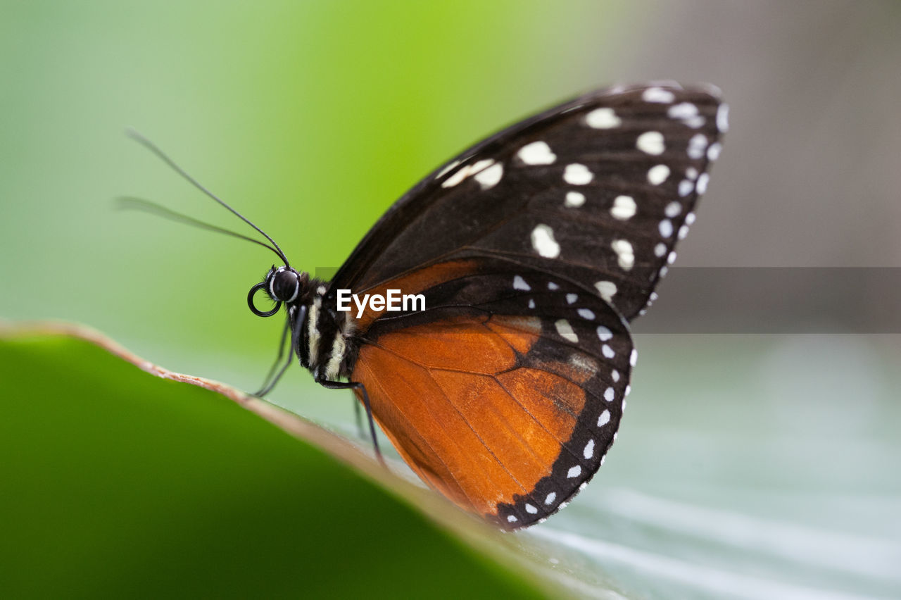 Close-up of butterfly on leaf