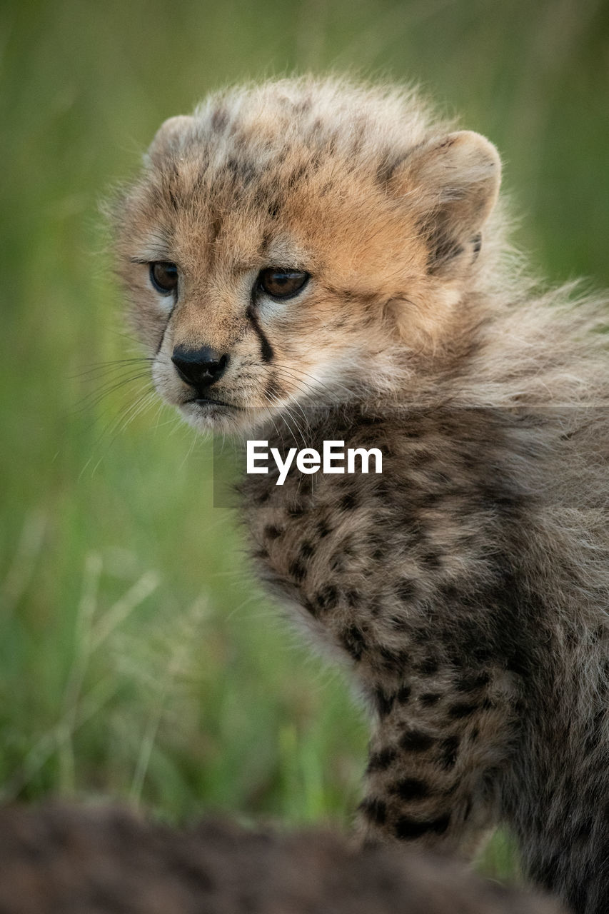 Close-up of cheetah cub on termite mound