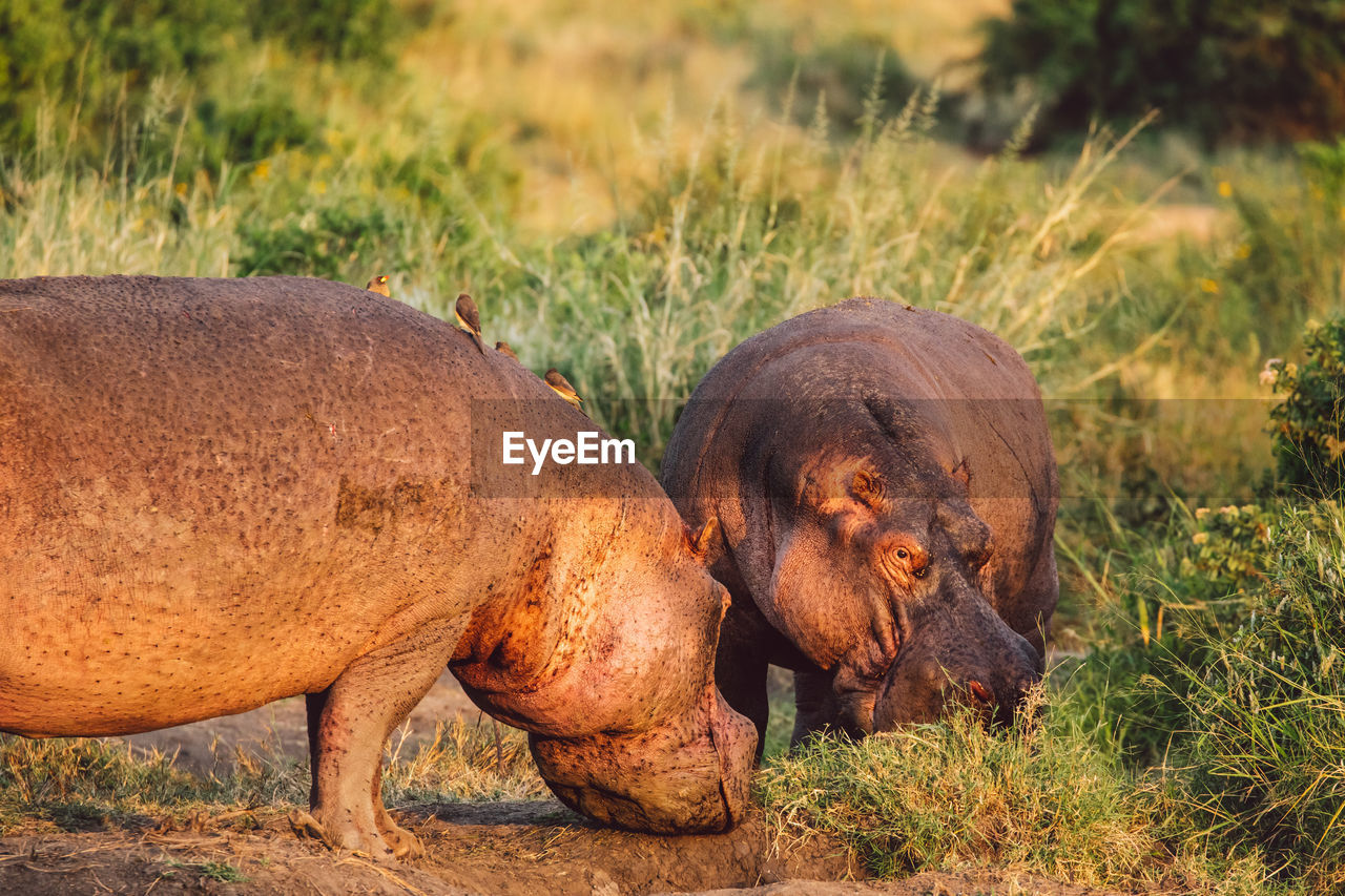 Two hippopotamus on a field