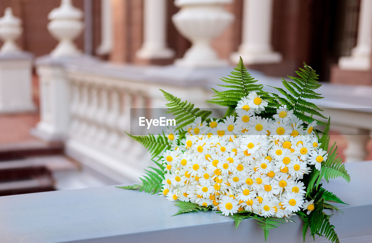 Large bouquet of daisies against the background of europe