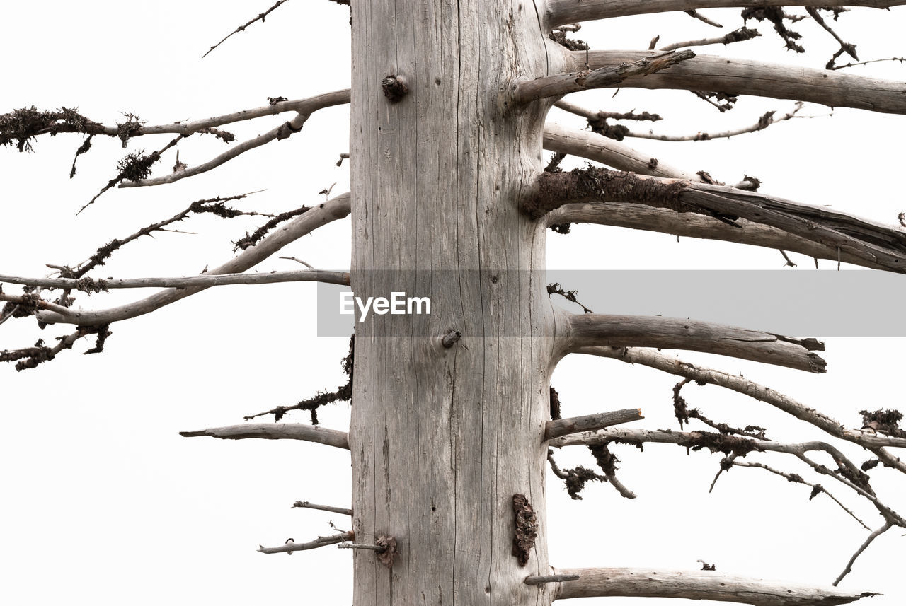 LOW ANGLE VIEW OF TREE BRANCH AGAINST SKY