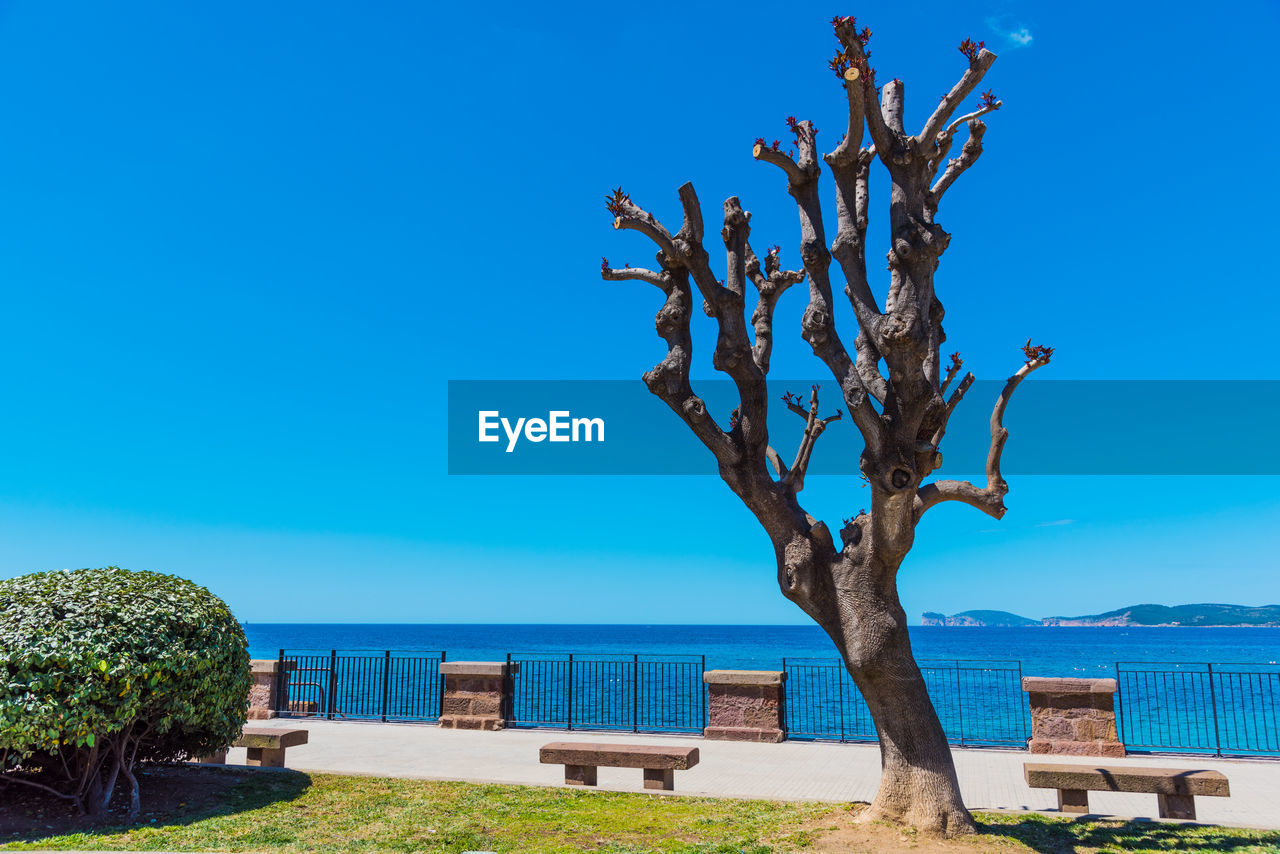 TREE BY SEA AGAINST BLUE SKY