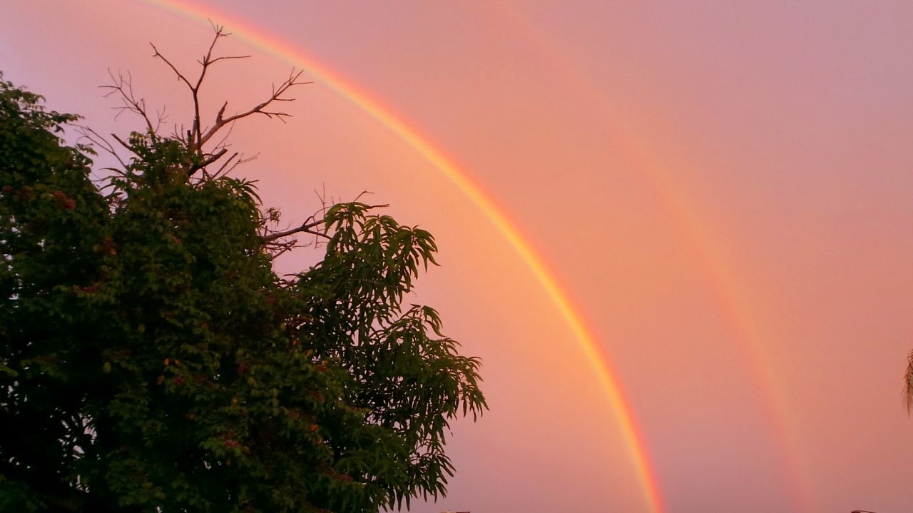 Low angle view of tree against rainbows in sky