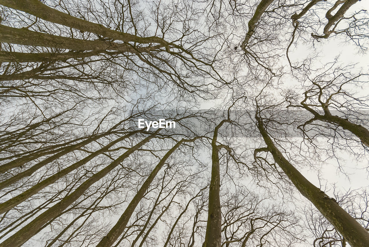 LOW ANGLE VIEW OF BARE TREES AGAINST SKY