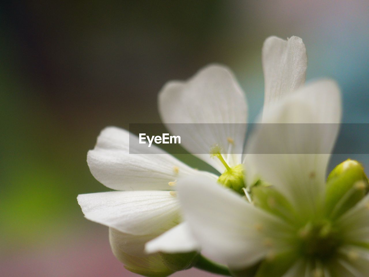CLOSE UP OF WHITE FLOWER