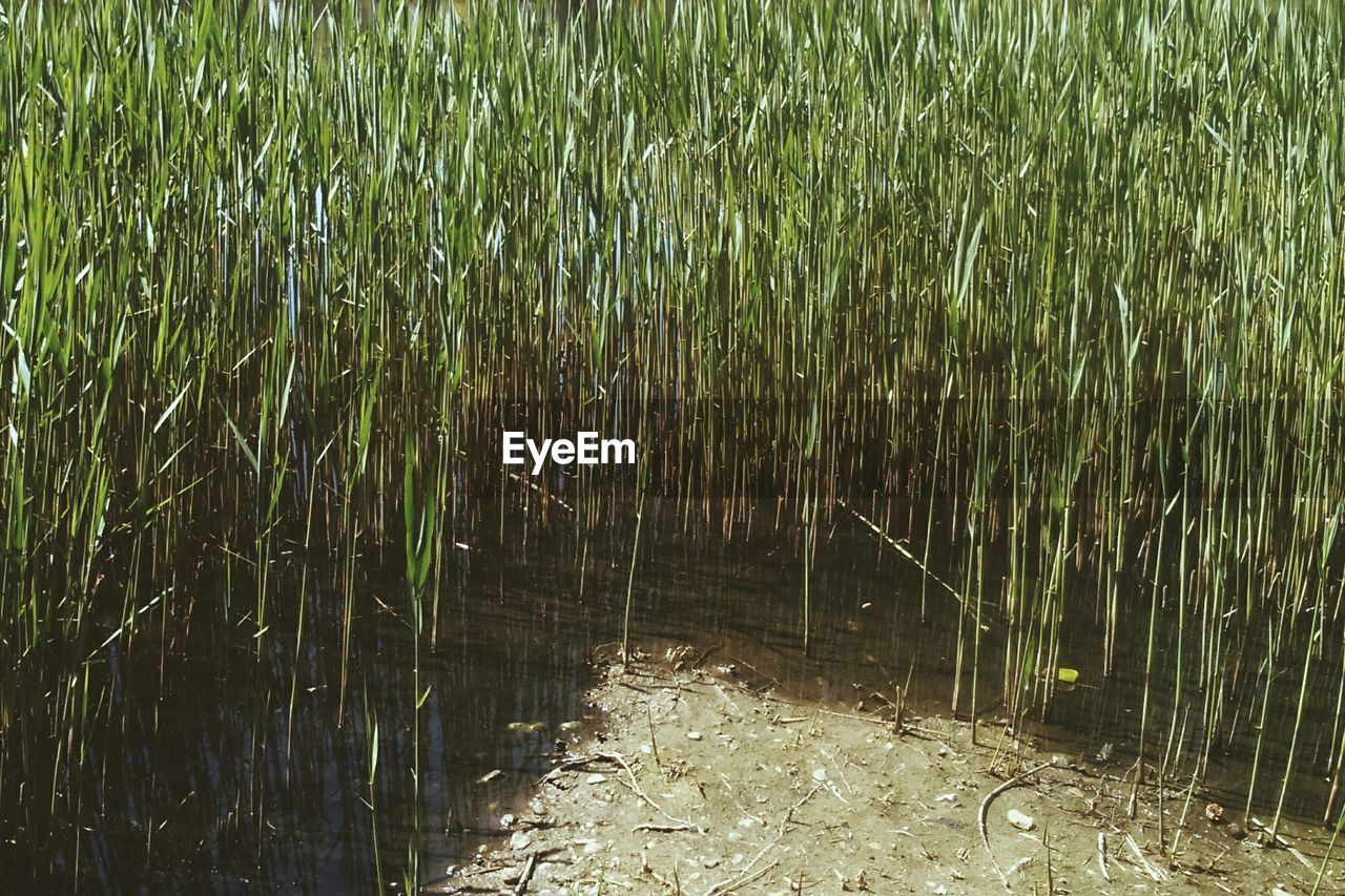 VIEW OF TREES IN POND