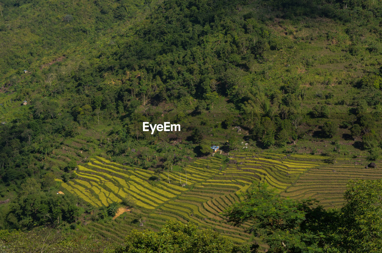 Scenic view of rice field