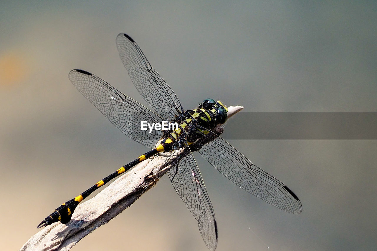 Close-up of dragonfly on twig