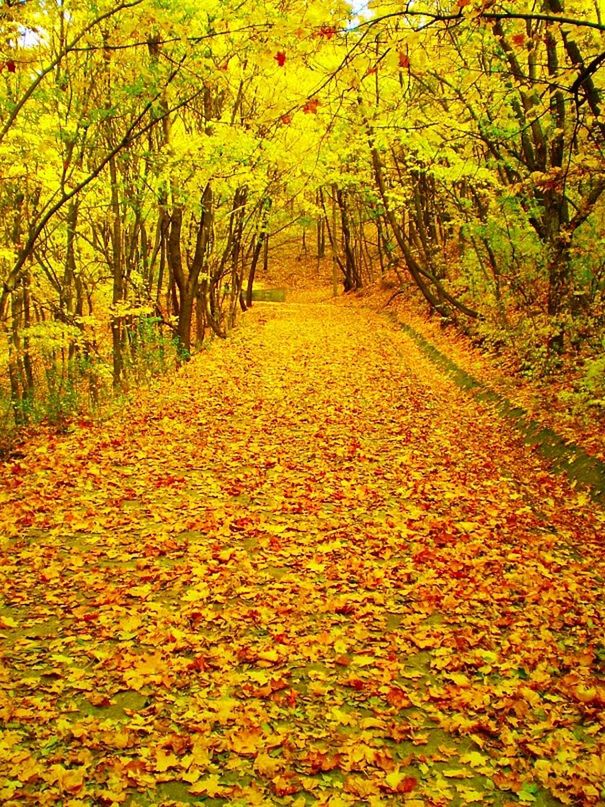 AUTUMN TREES IN PARK