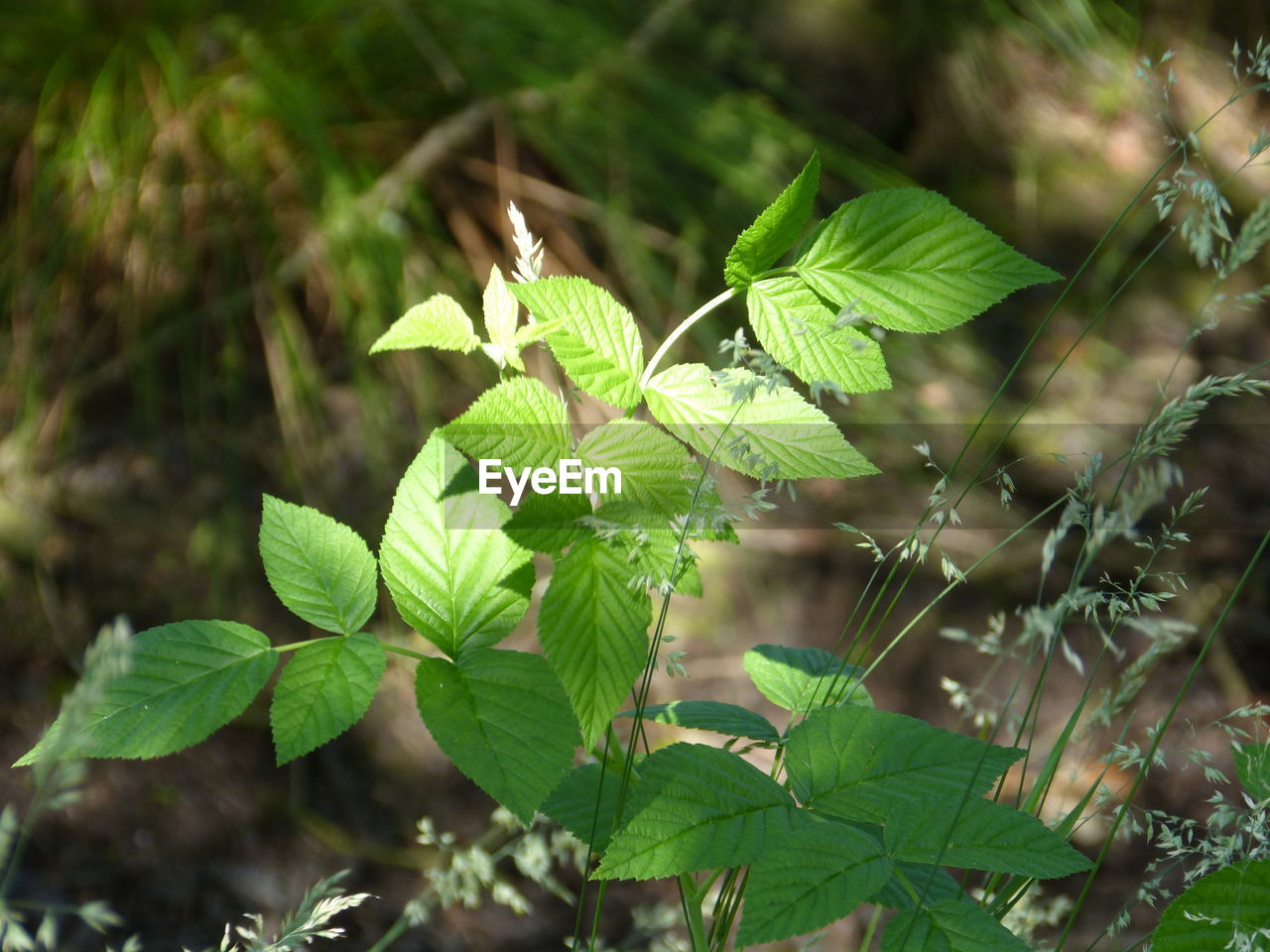 Close-up of fresh green leaves