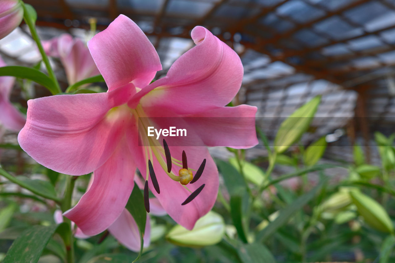 CLOSE-UP OF PINK FLOWERING PLANTS