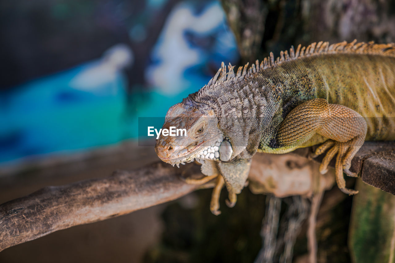 A lizard that crawls on bali