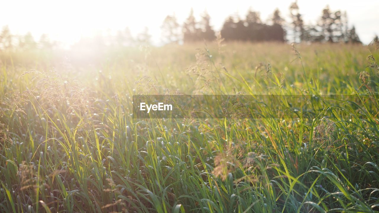 PLANTS GROWING ON FIELD